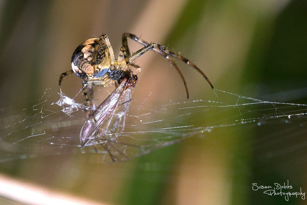 Macro Photography