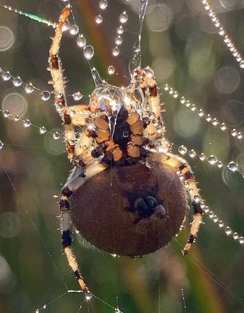 Macro Photography