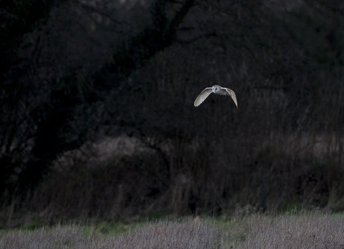 Barn Owl 1