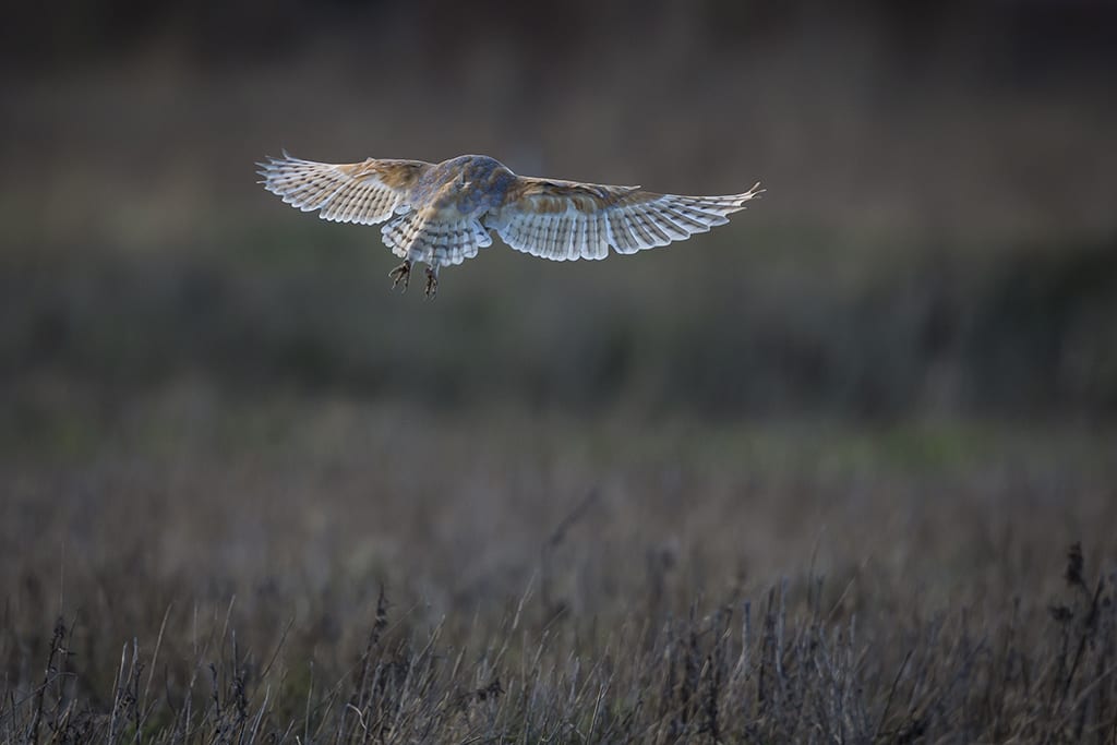 Barn Owl 2