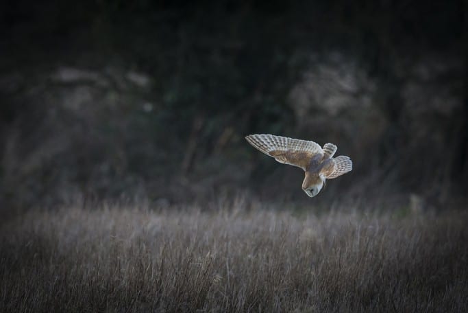 Barn Owl 3