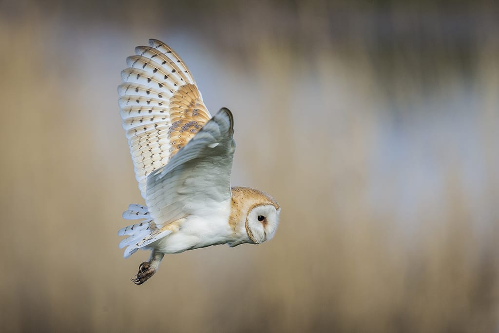 Barn Owl 4