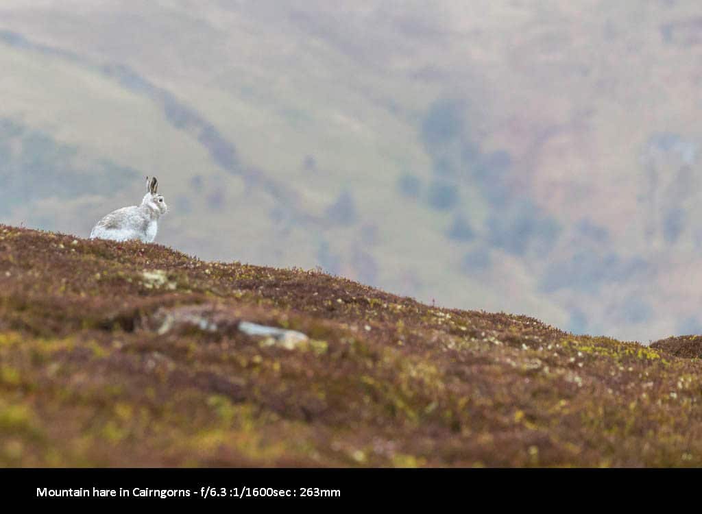 Wildlife Photography