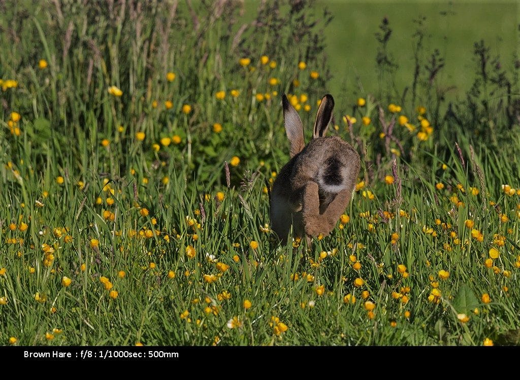 Wildlife Photography