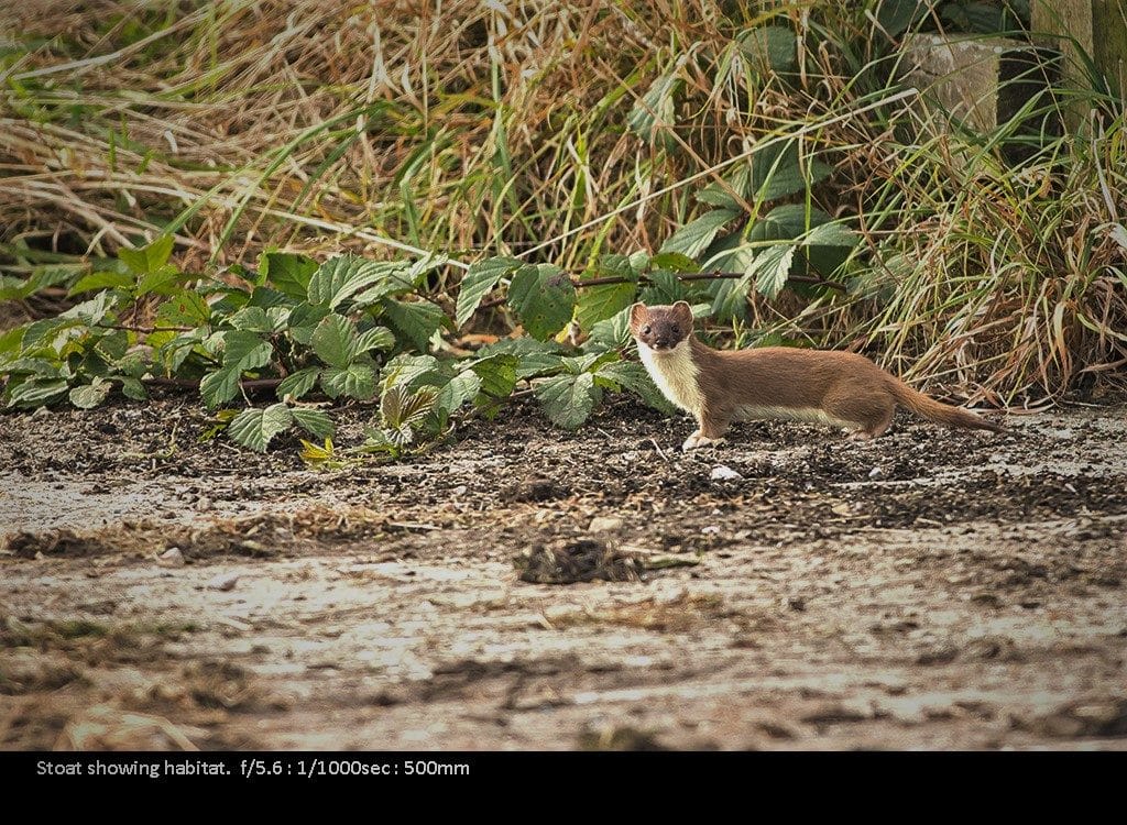 Wildlife Photography