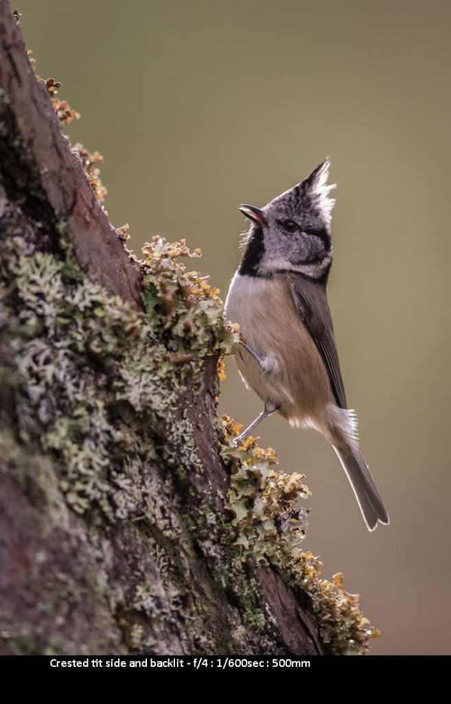 Wildlife Photography