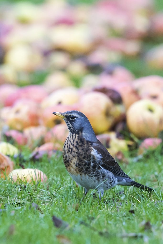 fieldfare