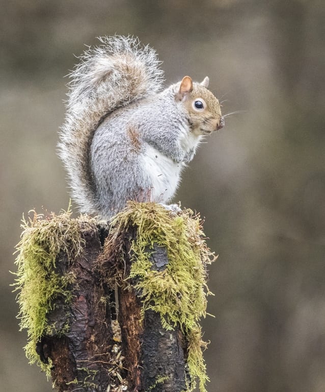 grey-squirrel