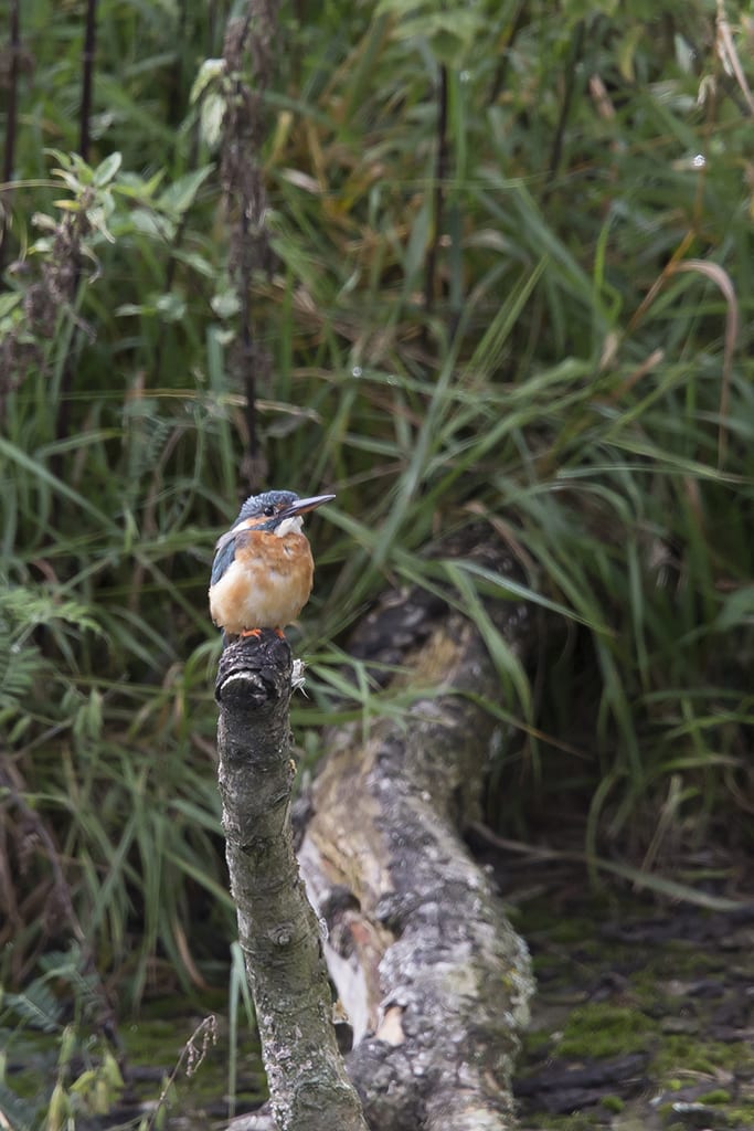 Kingfisher 1