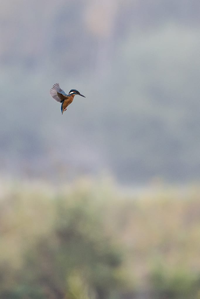 Kingfisher 2