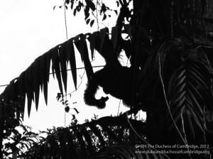 Borneo Orangutans