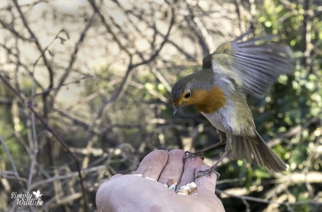 WILDLIFE PHOTOGRAPHY