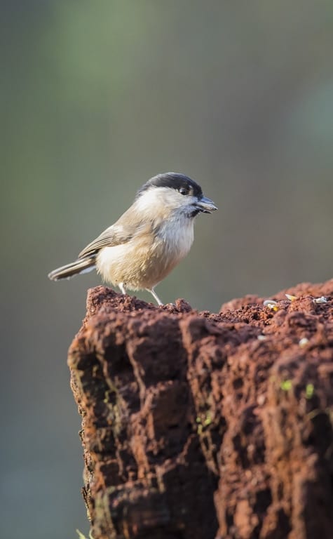 willow-tit