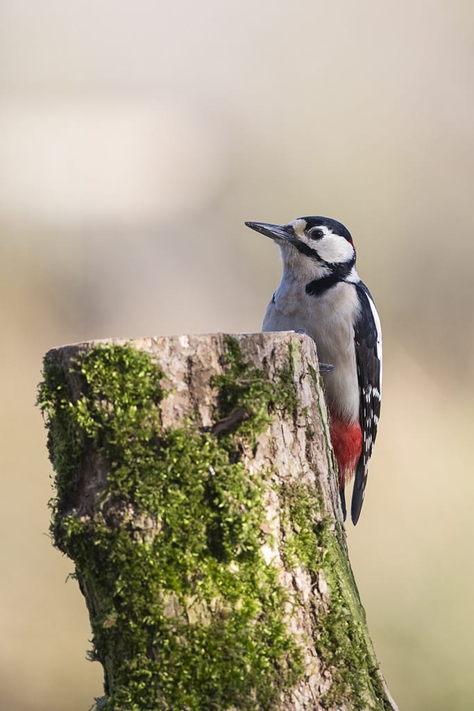 woodpecker