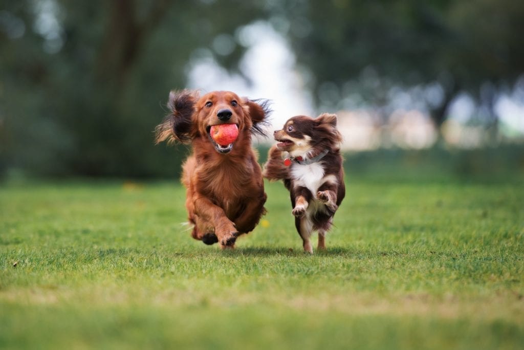 Pet Photography Tips